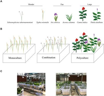 Both species richness and growth forms affect nutrient removal in constructed wetlands: A mesocosm experiment